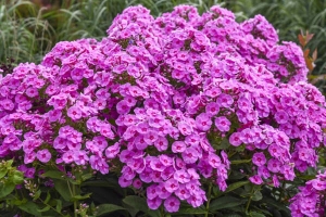 Phlox paniculata 'Prismatic Pink' New 2024